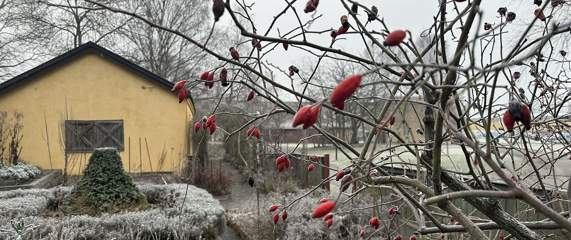 Frostnupna växter i trädgård med gul byggnad, nypon i förgrunden. 